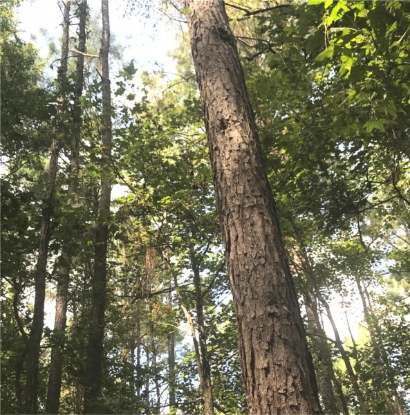 220 Acres in Carroll County in McCarley  MS featured image
