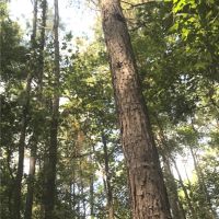 220 Acres in Carroll County in McCarley  MS