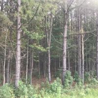 220 Acres in Carroll County in McCarley  MS images 6