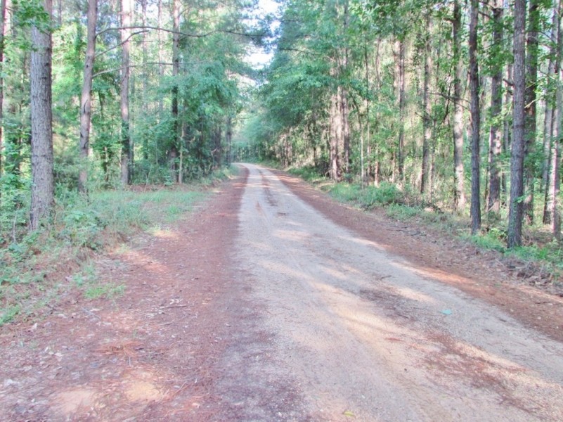 67.96 Acres Timberland for Sale Waynesboro  Wayne County  MS featured image