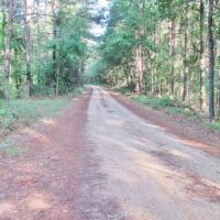 67.96 Acres Timberland for Sale Waynesboro  Wayne County  MS