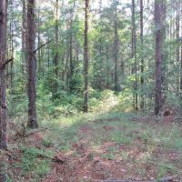 67.96 Acres Timberland for Sale Waynesboro  Wayne County  MS images 2