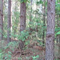67.96 Acres Timberland for Sale Waynesboro  Wayne County  MS images 4