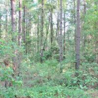 67.96 Acres Timberland for Sale Waynesboro  Wayne County  MS images 5