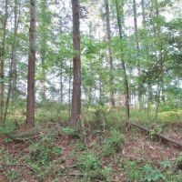 67.96 Acres Timberland for Sale Waynesboro  Wayne County  MS images 6