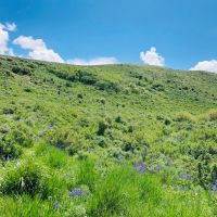 Browns Hill Pasture images 6