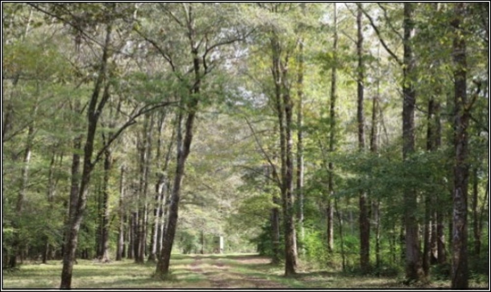 620 Acres in Neshoba County in Philadelphia  MS featured image