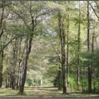 620 Acres in Neshoba County in Philadelphia  MS