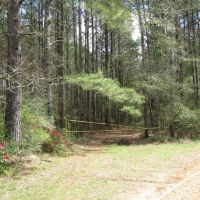 10 Acre Bogue Chitto River Tract images 6