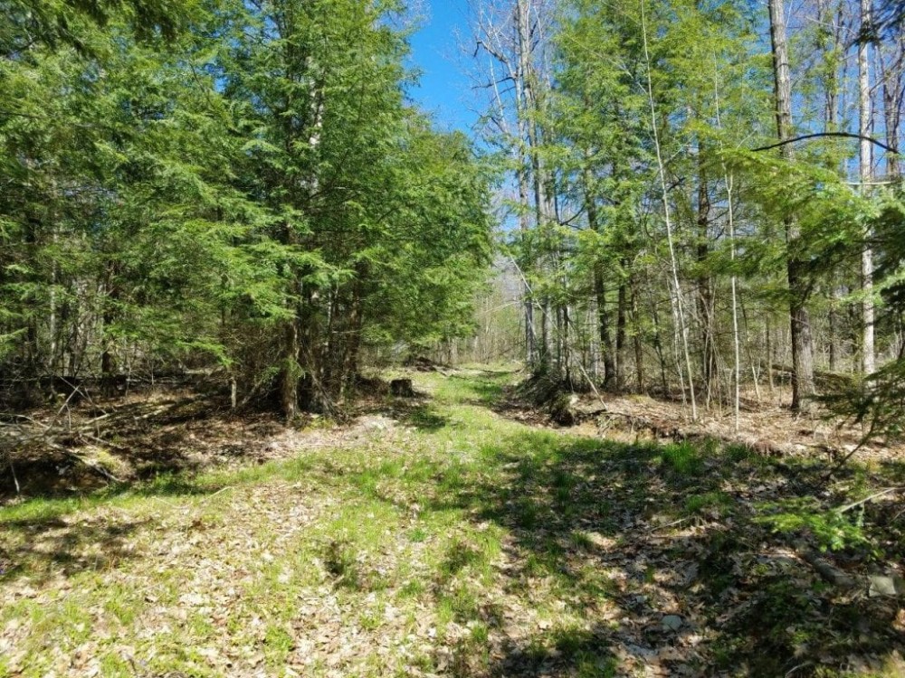 99 acres Timberland and Hunting Land in Hornby NY Mormon Hollow Road featured image