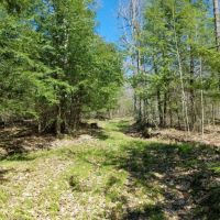 99 acres Timberland and Hunting Land in Hornby NY Mormon Hollow Road