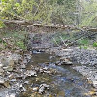 99 acres Timberland and Hunting Land in Hornby NY Mormon Hollow Road images 6