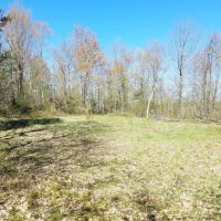 99 acres Timberland and Hunting Land in Hornby NY Mormon Hollow Road images 5