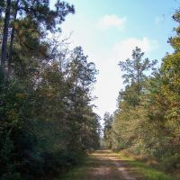 69 Acres &nbsp; Saratoga Timberland FM 787 images 2