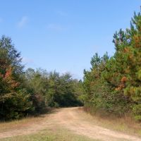 69 Acres &nbsp; Saratoga Timberland FM 787 images 3
