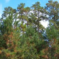 69 Acres &nbsp; Saratoga Timberland FM 787 images 5