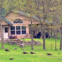 288 ac - Highly Managed Wildlife Farm &nbsp; Cabin