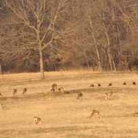 288 ac - Highly Managed Wildlife Farm &nbsp; Cabin images 4