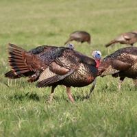 288 ac - Highly Managed Wildlife Farm &nbsp; Cabin images 6
