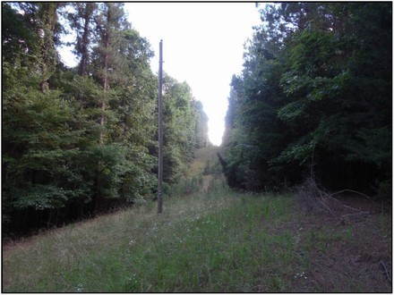 81.9 Acres  in Montgomery County in Kilmichael  MS featured image