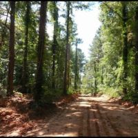 81.9 Acres  in Montgomery County in Kilmichael  MS images 2