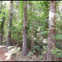 81.9 Acres  in Montgomery County in Kilmichael  MS images 3