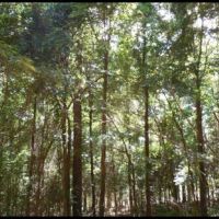 81.9 Acres  in Montgomery County in Kilmichael  MS images 4