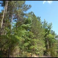 81.9 Acres  in Montgomery County in Kilmichael  MS images 5