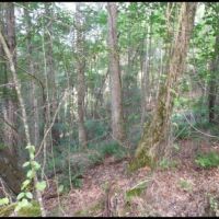 81.9 Acres  in Montgomery County in Kilmichael  MS images 6