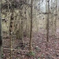 30 Acres with a Home in Jefferson Davis County at 470 Williamson Mill Road in Prentiss  MS images 4