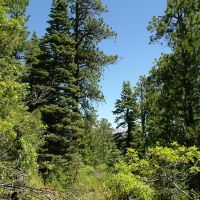 4 The Woods at Monument Lake images 3