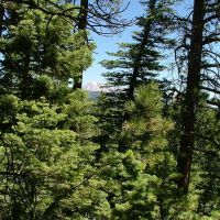 4 The Woods at Monument Lake images 5