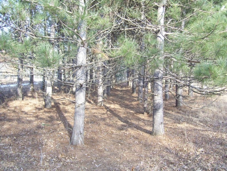Beautiful Central Wisconsin Home Site Packwaukee  WI featured image