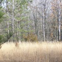 Beautiful Central Wisconsin Home Site Packwaukee  WI images 2