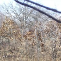 Beautiful Central Wisconsin Home Site Packwaukee  WI images 4