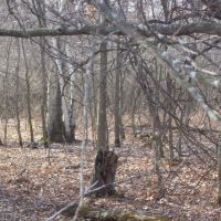 Beautiful Central Wisconsin Home Site Packwaukee  WI images 5