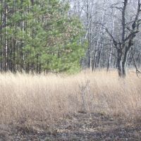 Beautiful Central Wisconsin Home Site Packwaukee  WI images 6