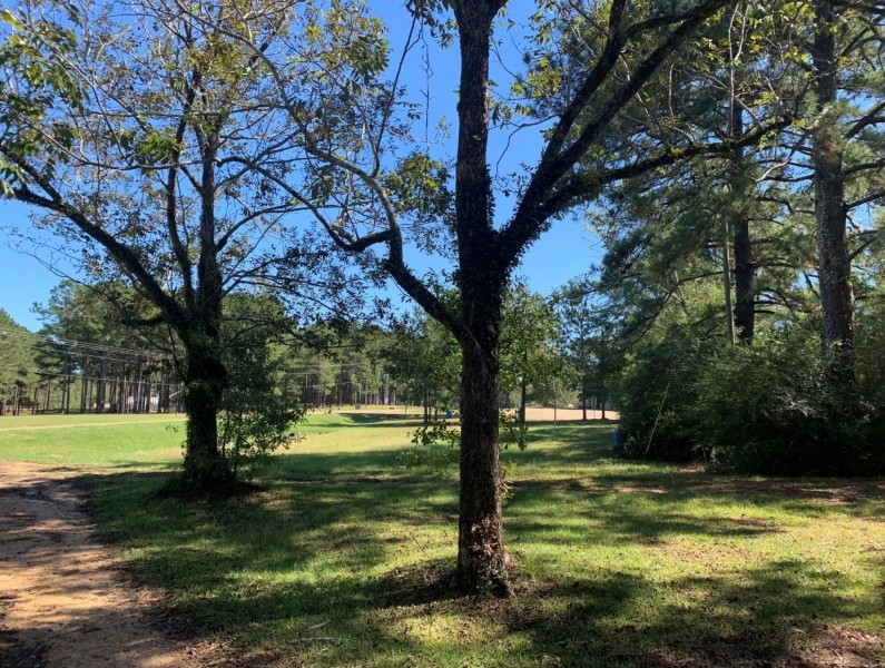 20 Acres in Pike County in Summit  MS featured image