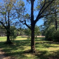 20 Acres in Pike County in Summit  MS