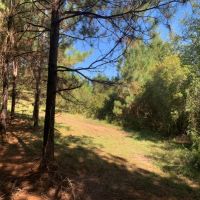 20 Acres in Pike County in Summit  MS images 2