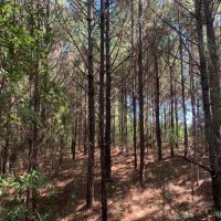 20 Acres in Pike County in Summit  MS images 3