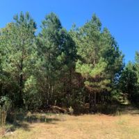 20 Acres in Pike County in Summit  MS images 4