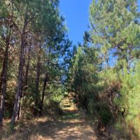 20 Acres in Pike County in Summit  MS images 5