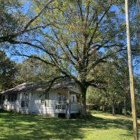 20 Acres in Pike County in Summit  MS images 6