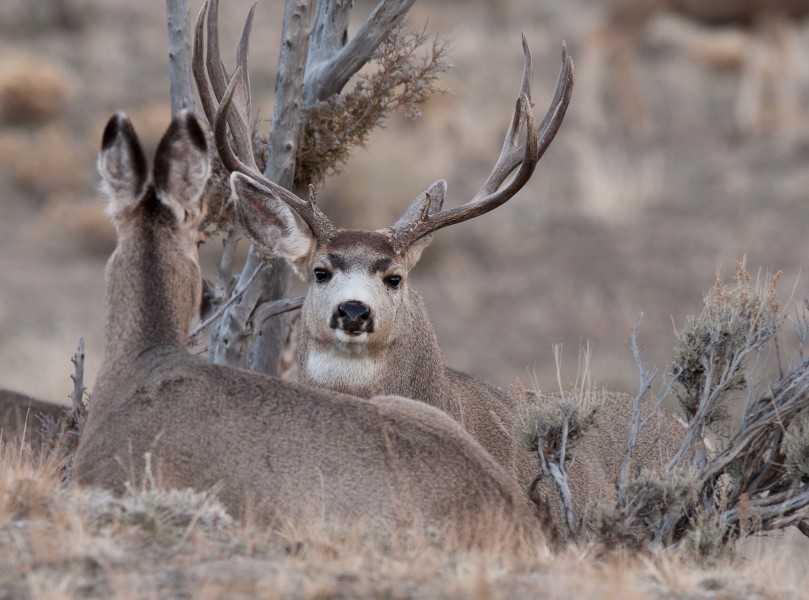 Muley Farm featured image