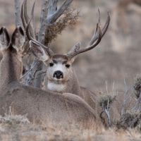 Muley Farm