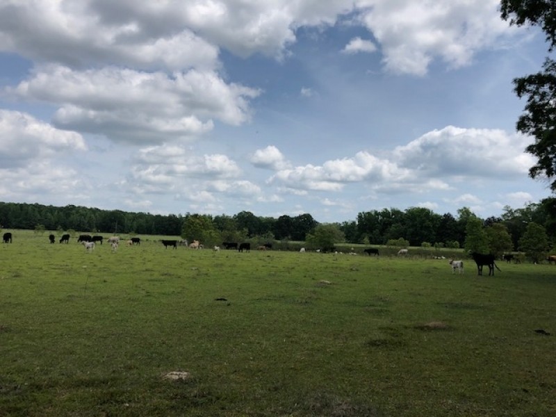 56 Acres of Pearl River Waterfront &nbsp; Simpson County featured image