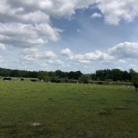 56 Acres of Pearl River Waterfront &nbsp; Simpson County