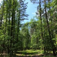 56 Acres of Pearl River Waterfront &nbsp; Simpson County images 4