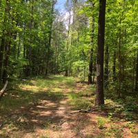 56 Acres of Pearl River Waterfront &nbsp; Simpson County images 5